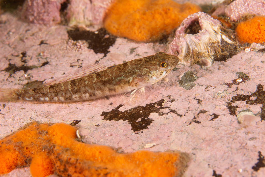 Geblokte notothen (Patagonotothen tessellata) — Nototheniidae