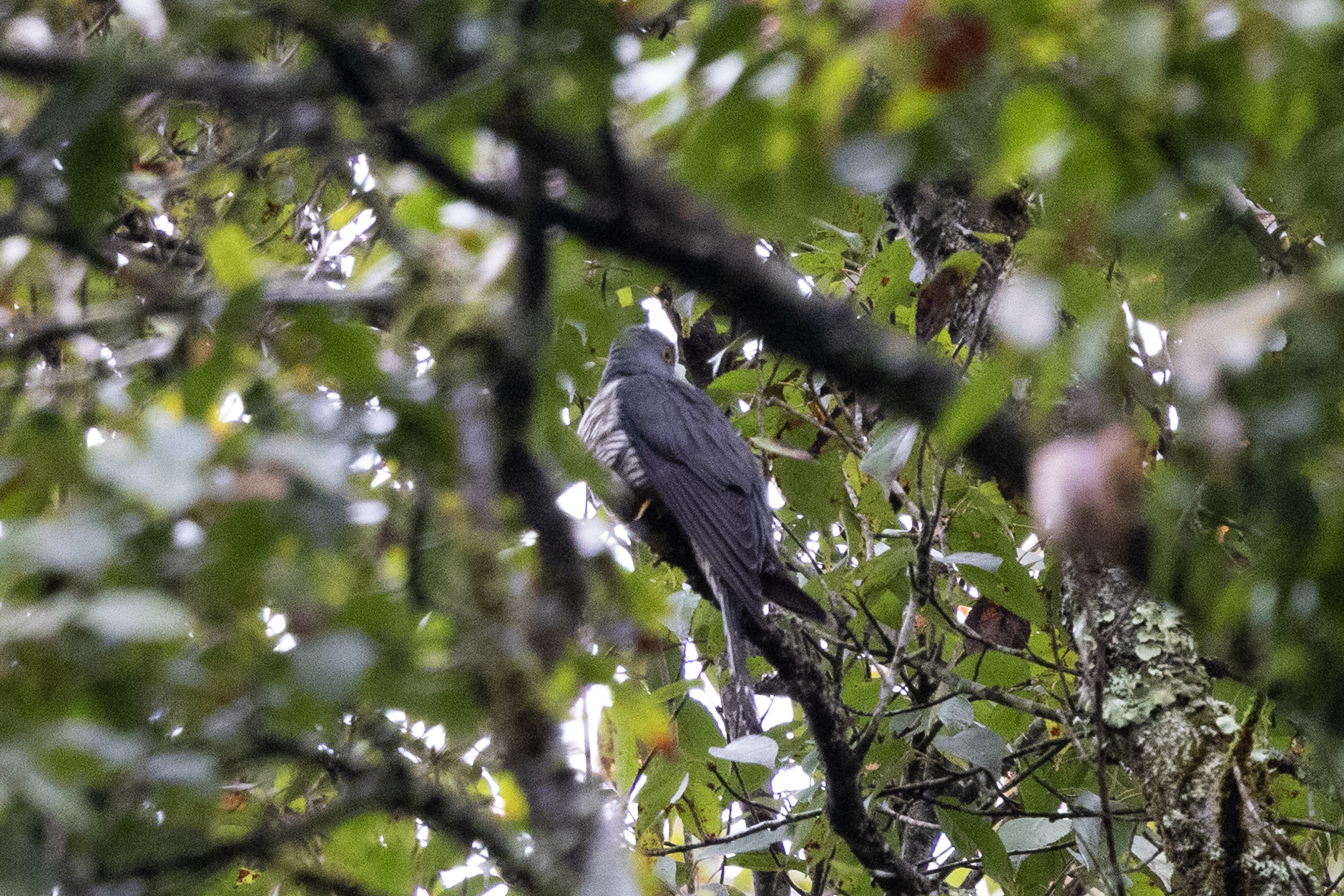 Indian Cuckoo (Cuculus micropterus), photo 2