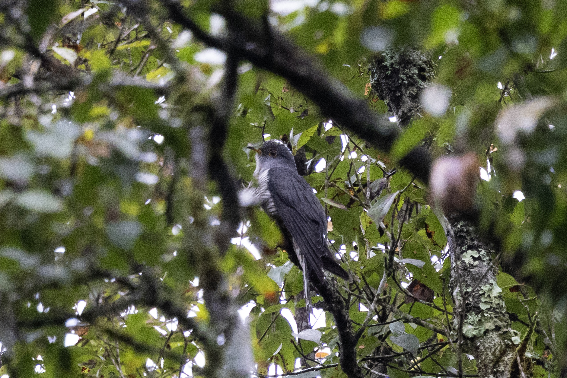 Indian Cuckoo (Cuculus micropterus), photo 3