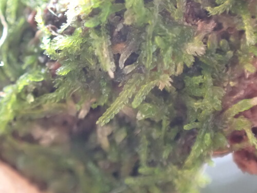 Blunt Pincerwort (Fuscocephaloziopsis pleniceps)