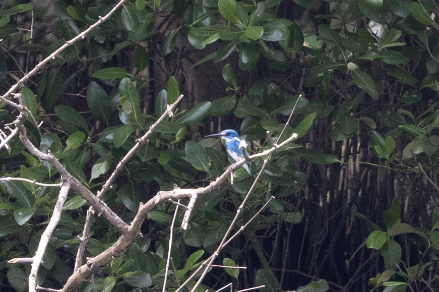 Cerulean Kingfisher (Alcedo coerulescens), photo 5