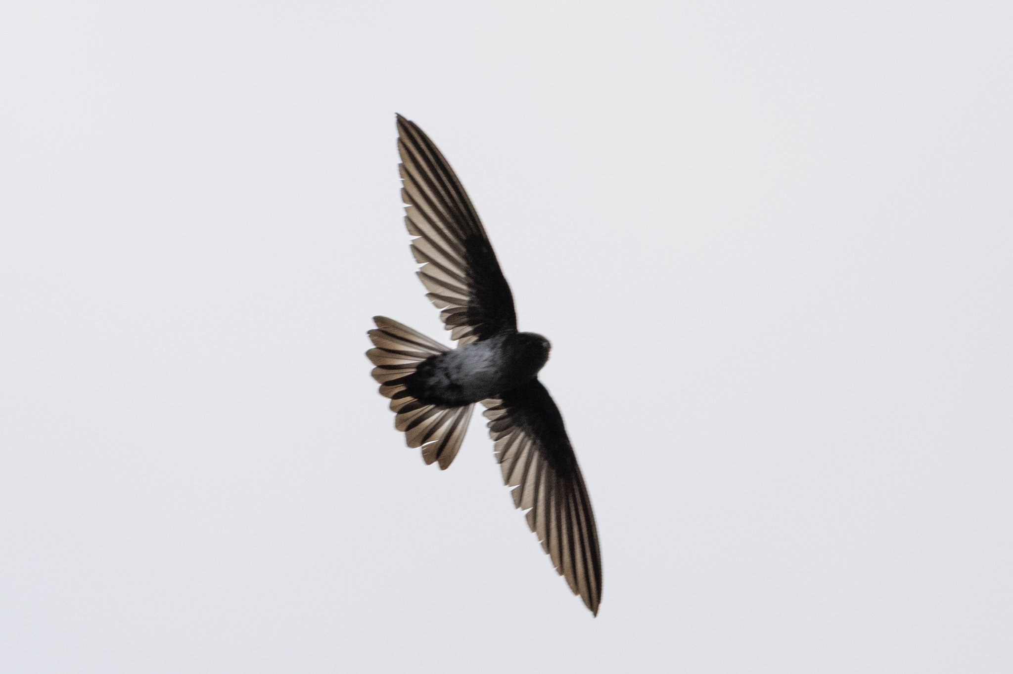 Linchi Swiftlet (Collocalia linchi), photo 2