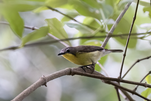 Golden-bellied Gerygone (Gerygone sulphurea), photo 4