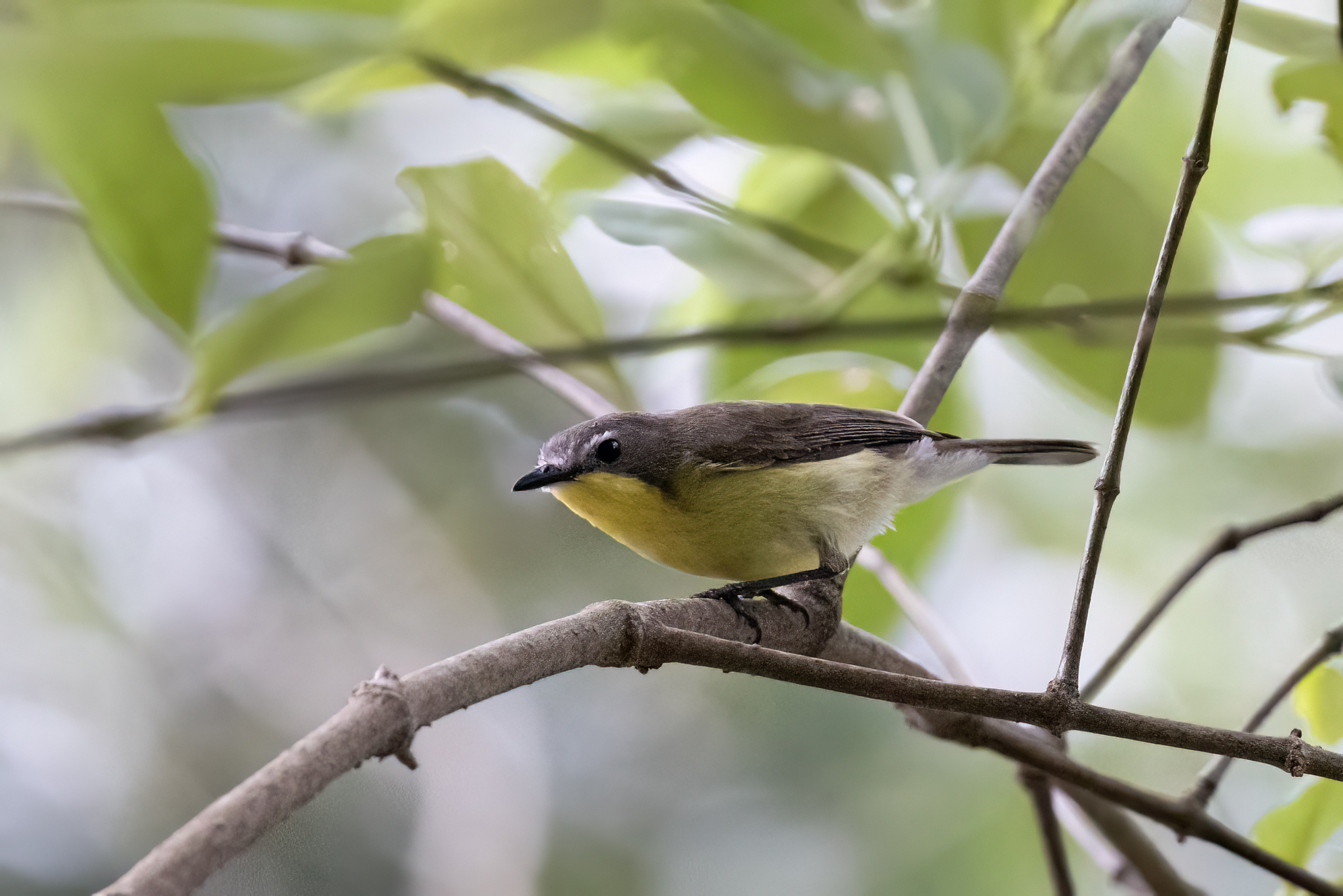 Golden-bellied Gerygone (Gerygone sulphurea), photo 6
