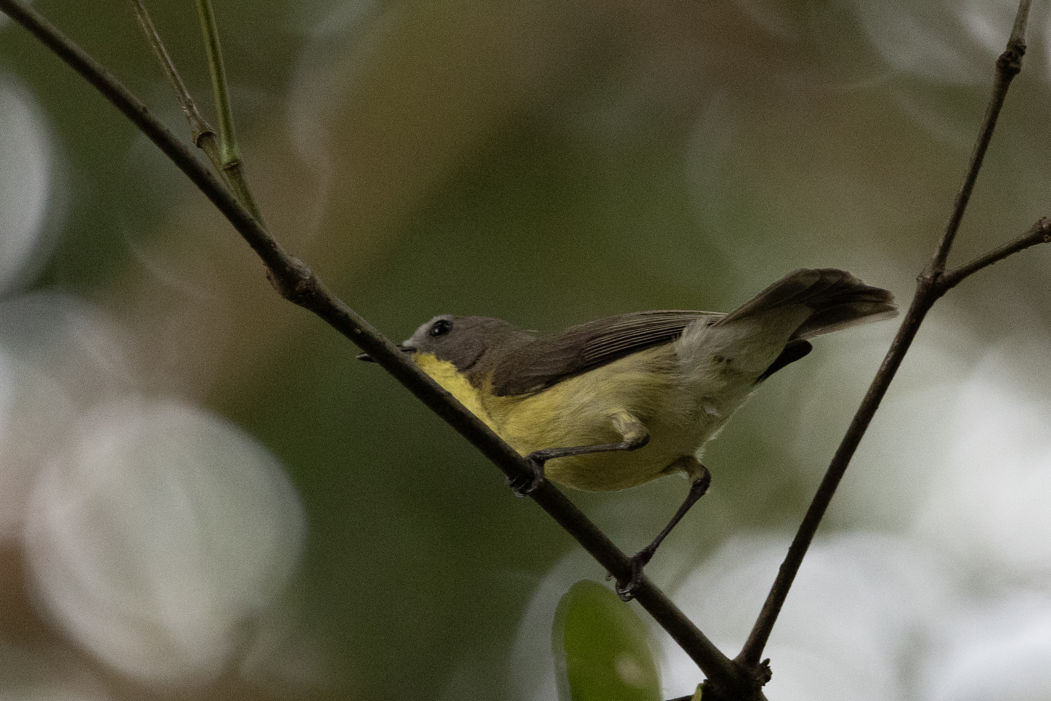 Golden-bellied Gerygone (Gerygone sulphurea), photo 8