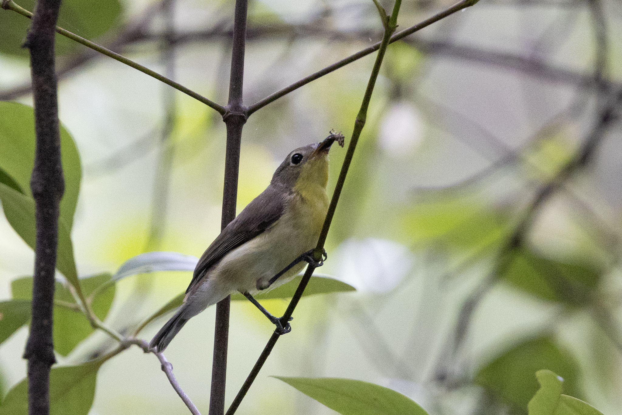 Golden-bellied Gerygone (Gerygone sulphurea), photo 9