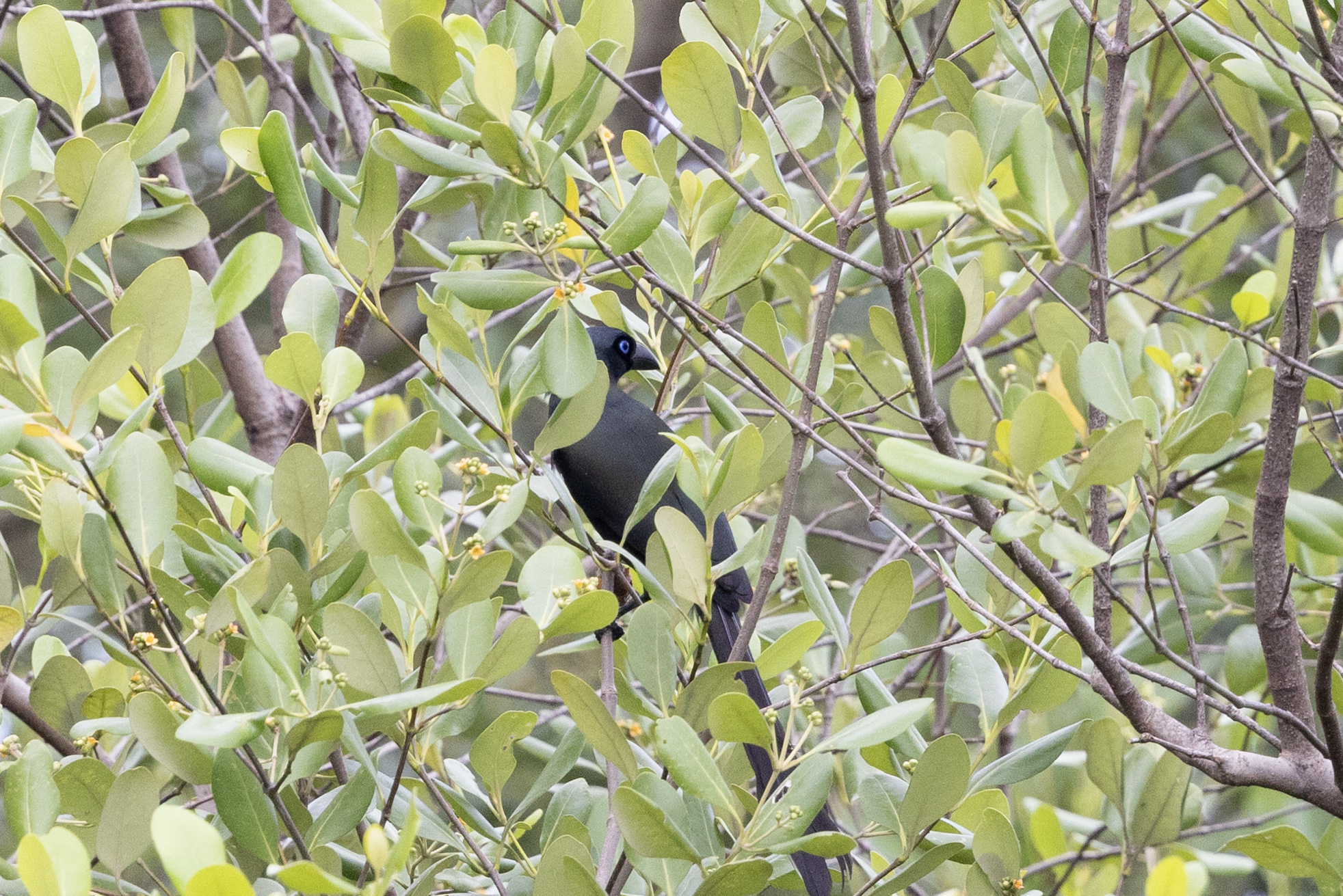 Racket-tailed Treepie (Crypsirina temia), photo 4