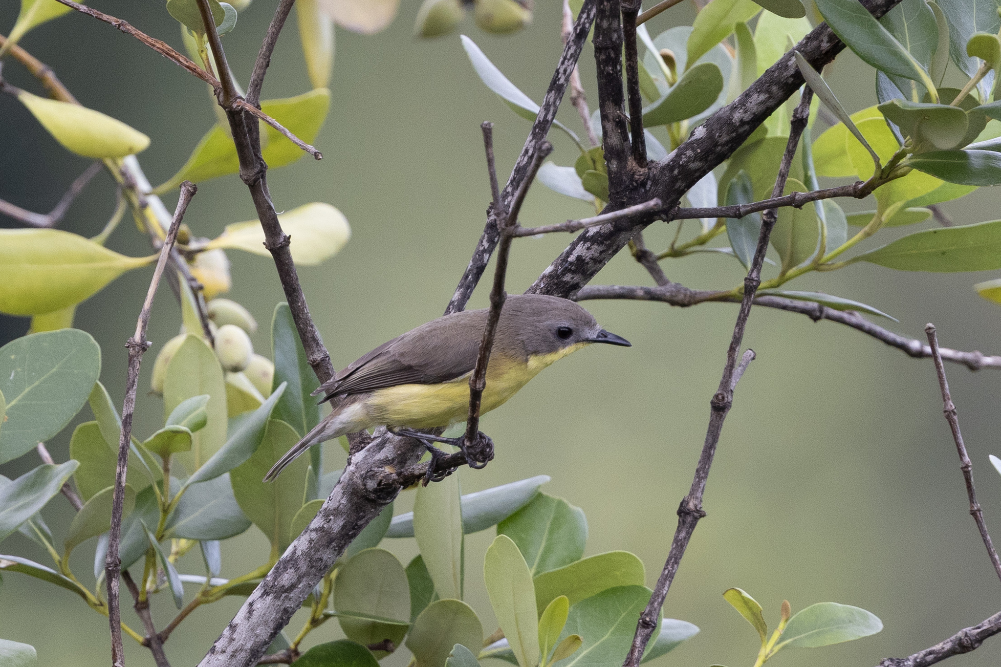 Golden-bellied Gerygone (Gerygone sulphurea), photo 7