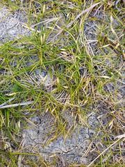 Zoysia minima