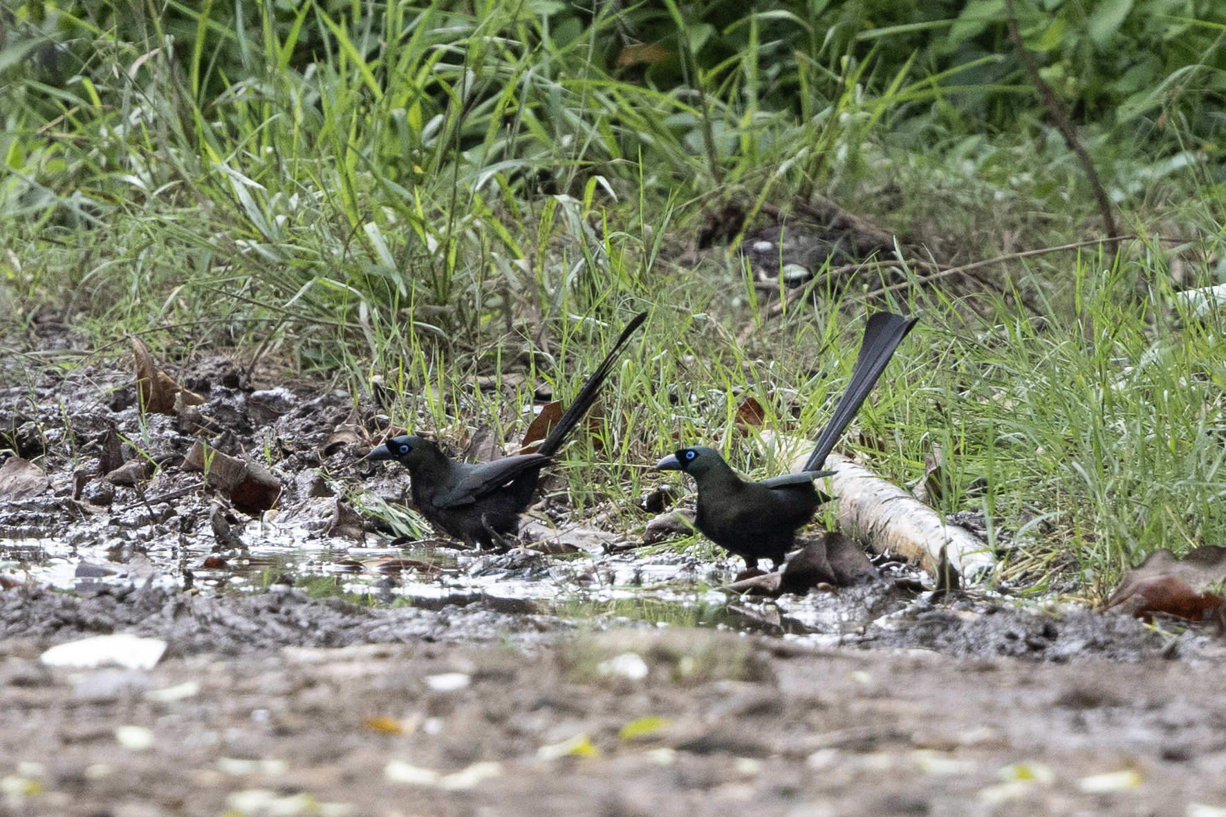 Racket-tailed Treepie (Crypsirina temia), photo 5