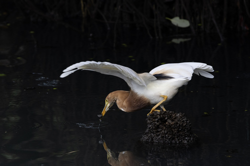 Javan Pond Heron (Ardeola speciosa), photo 8