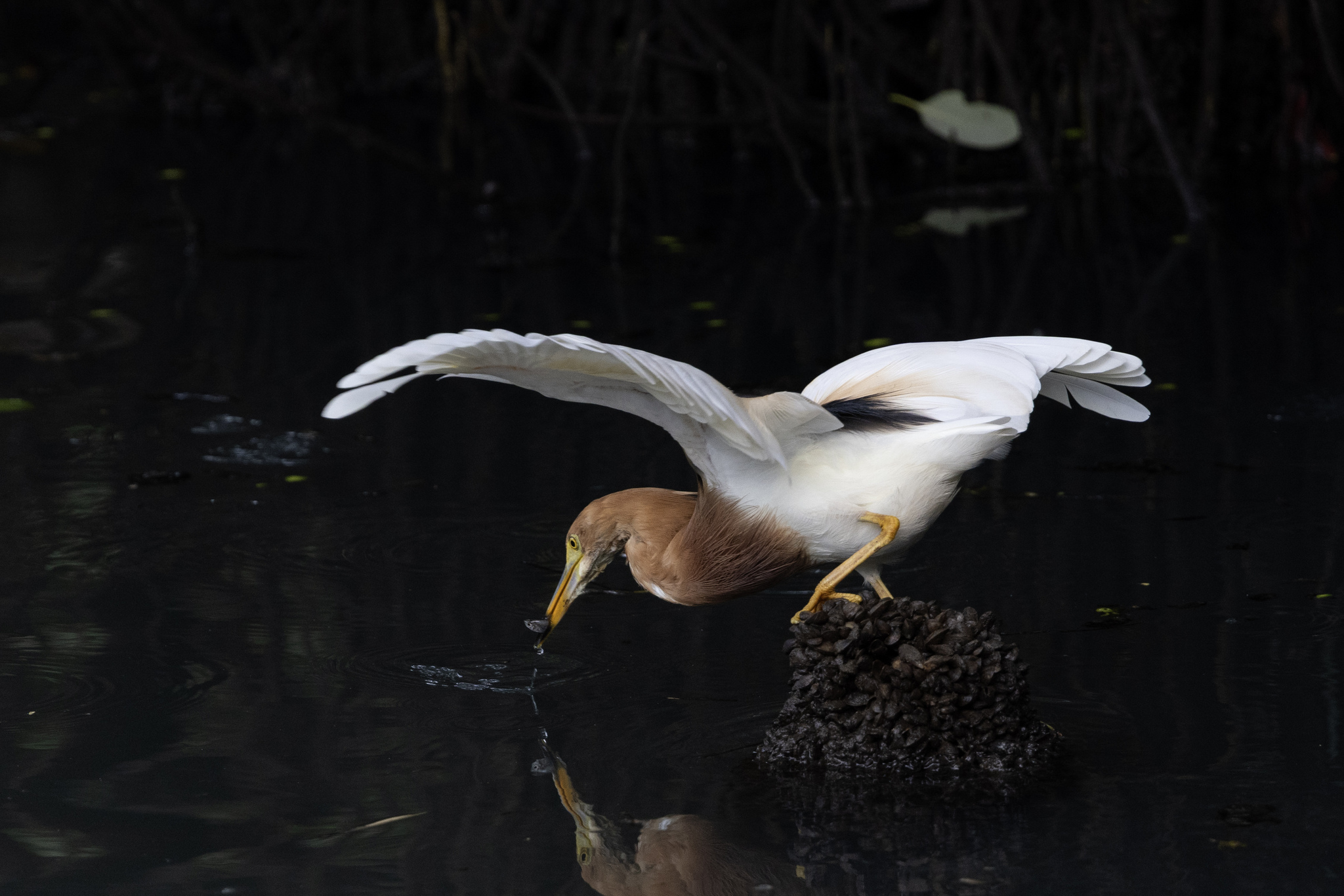 Javan Pond Heron (Ardeola speciosa), photo 8