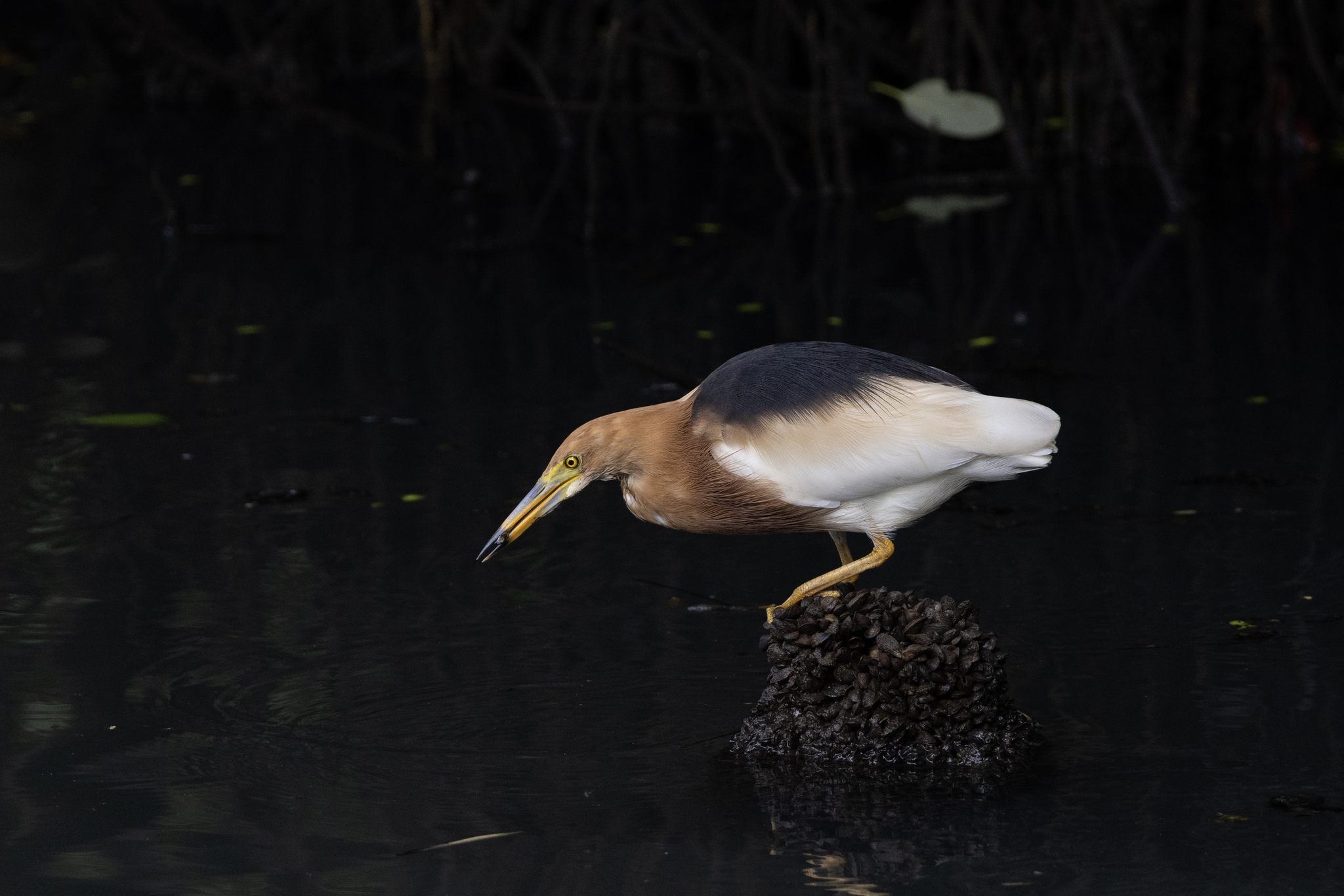 Javan Pond Heron (Ardeola speciosa), photo 9