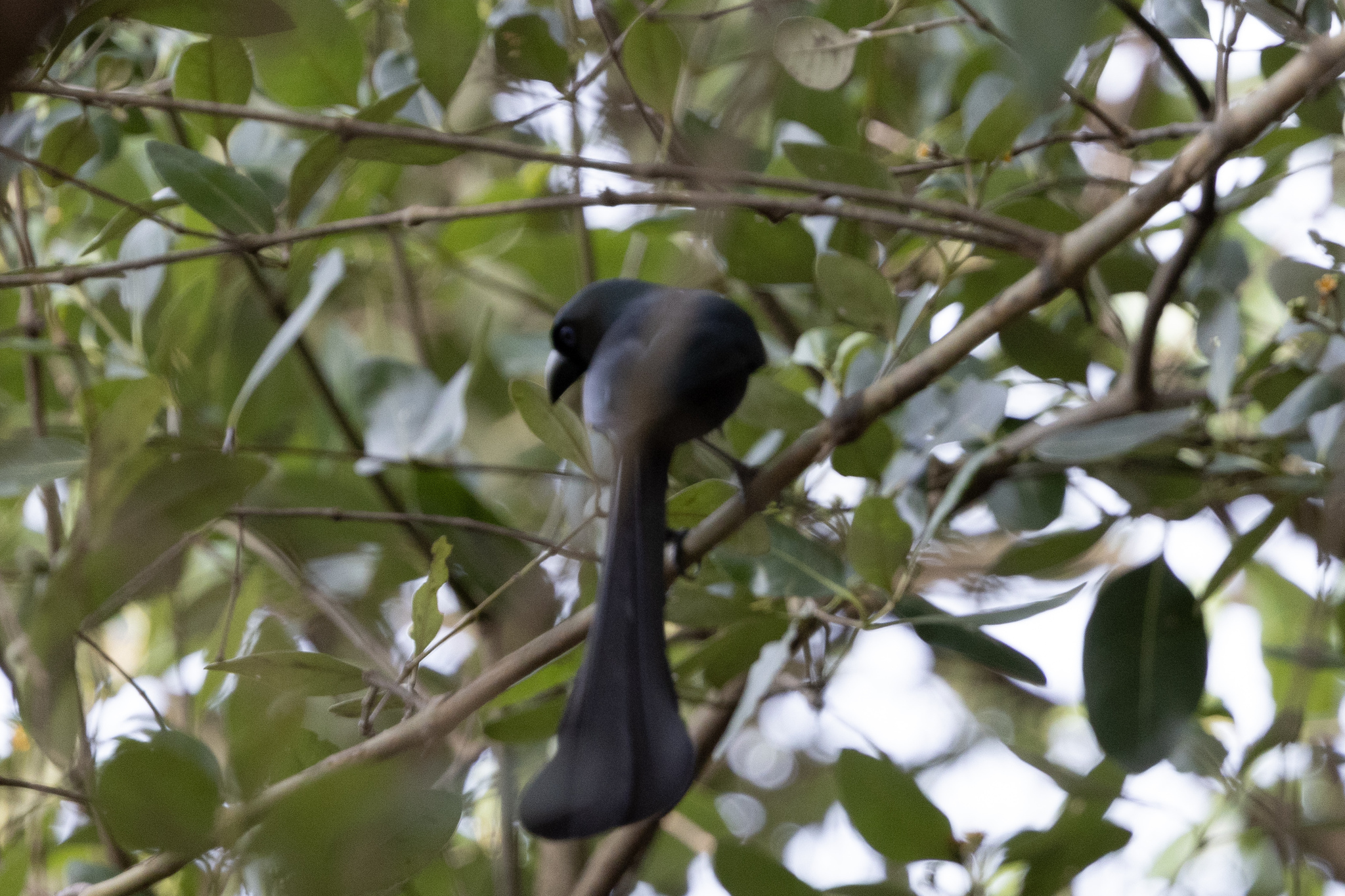 Racket-tailed Treepie (Crypsirina temia), photo 3