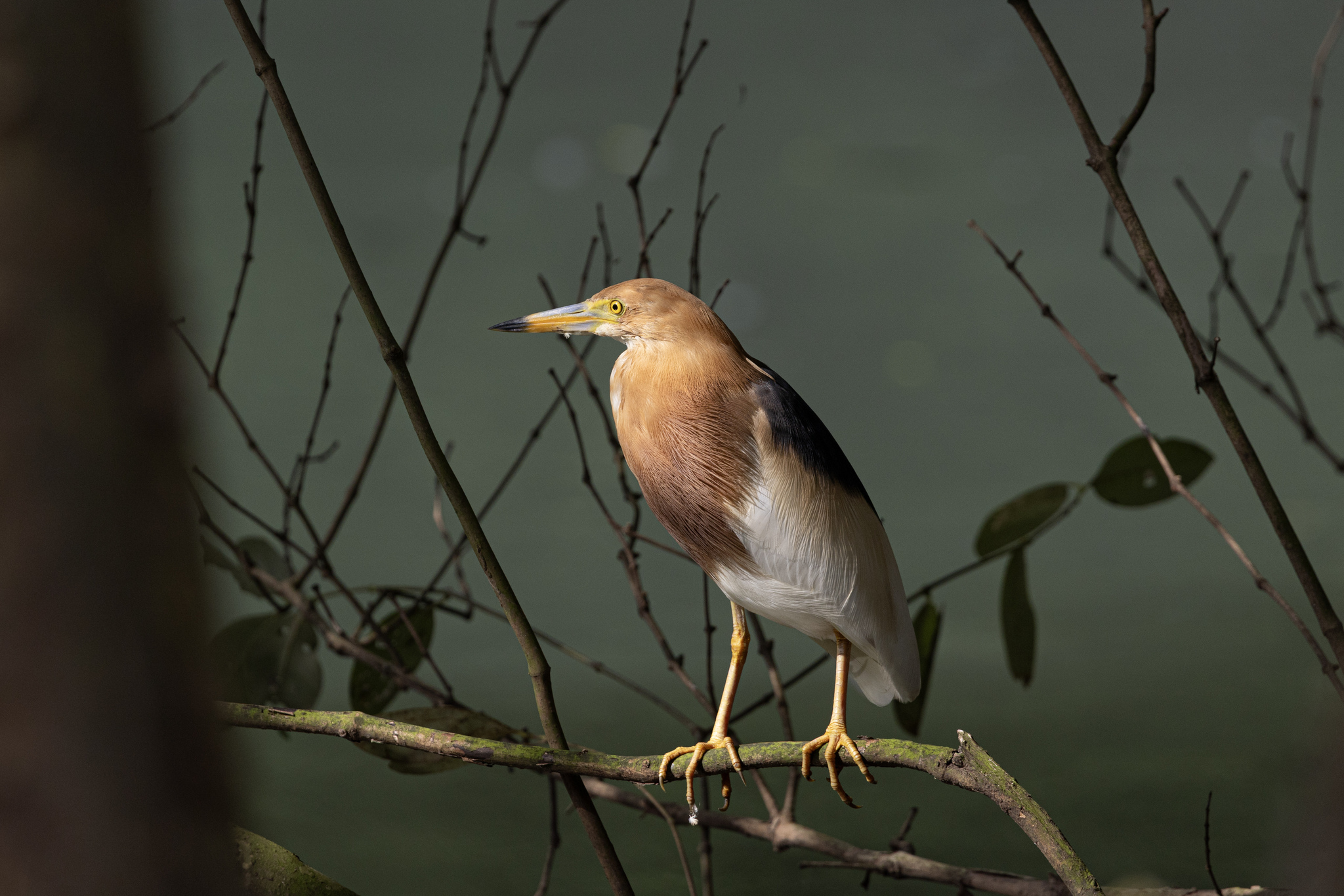 Javan Pond Heron (Ardeola speciosa), photo 1