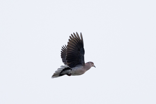 Sunda Collared Dove (Streptopelia bitorquata), photo 3