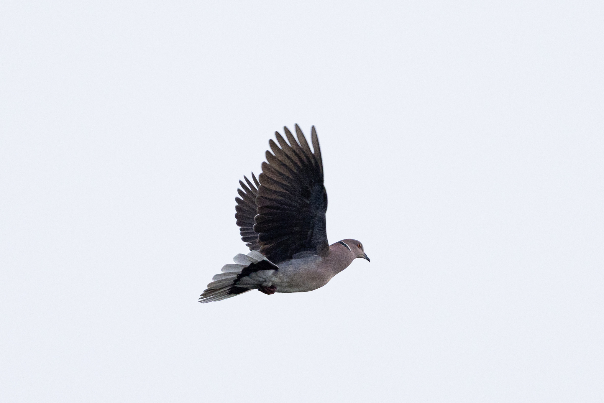 Sunda Collared Dove (Streptopelia bitorquata), photo 3