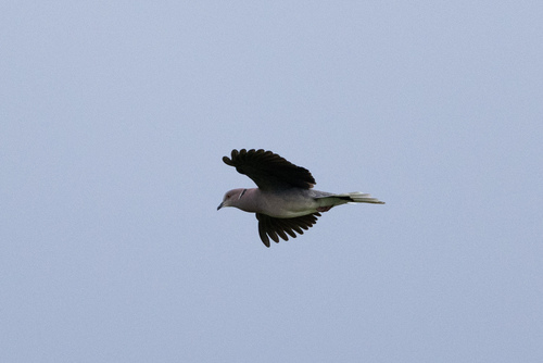 Sunda Collared Dove (Streptopelia bitorquata), photo 2