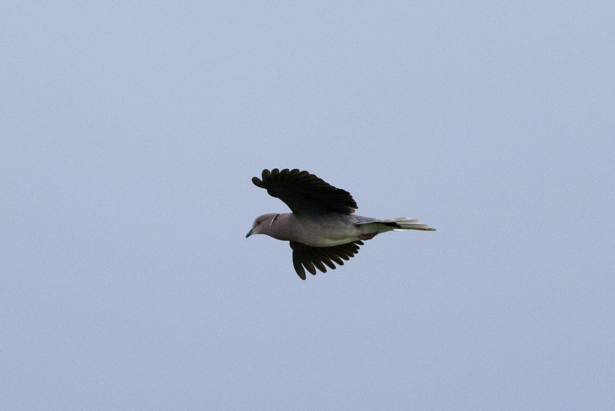 Sunda Collared Dove (Streptopelia bitorquata), photo 2