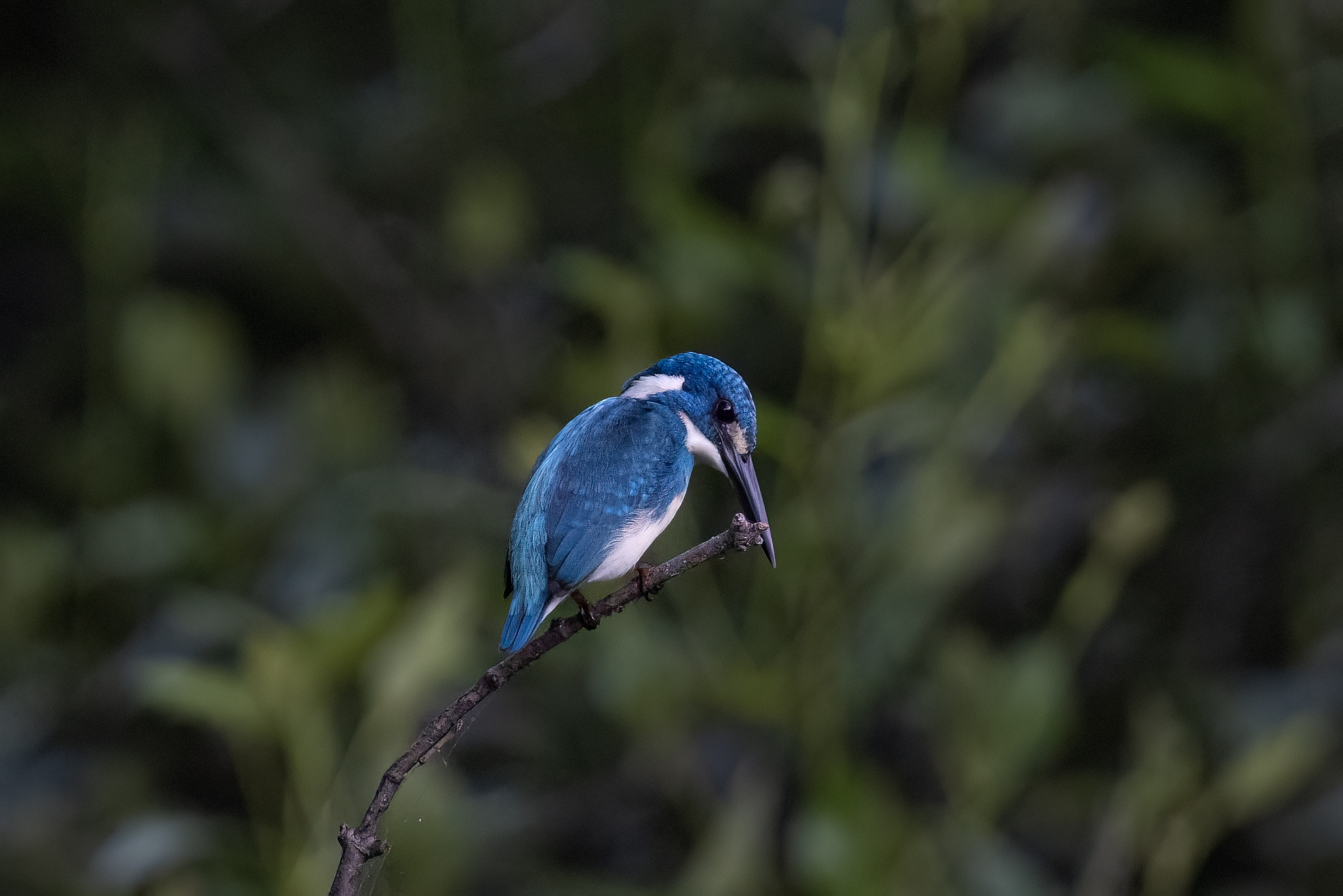 Cerulean Kingfisher (Alcedo coerulescens), photo 3