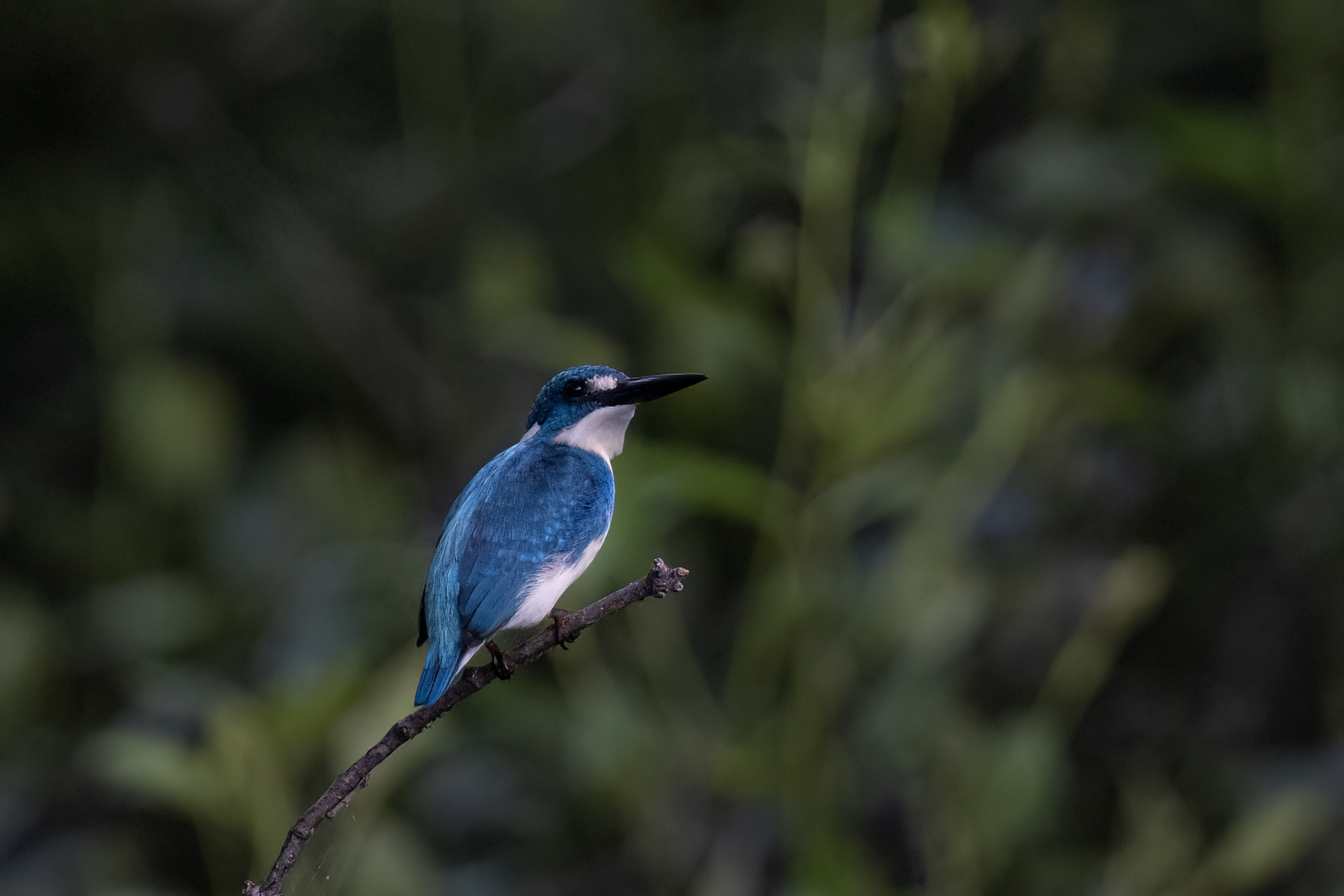 Cerulean Kingfisher (Alcedo coerulescens), photo 4