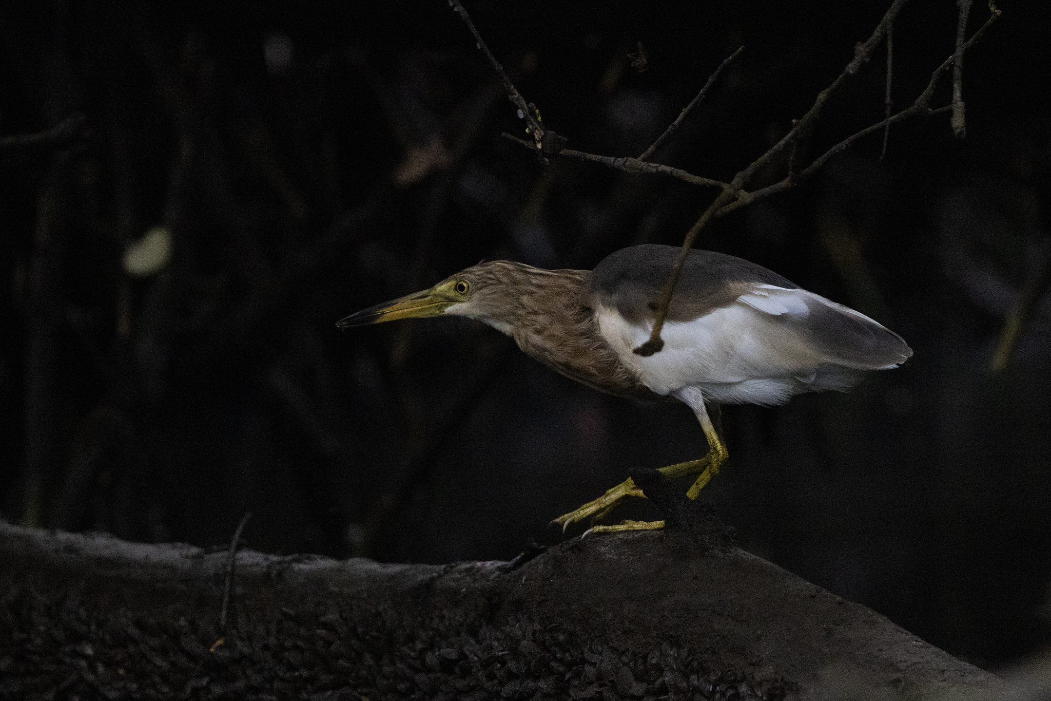 Javan Pond Heron (Ardeola speciosa), photo 10