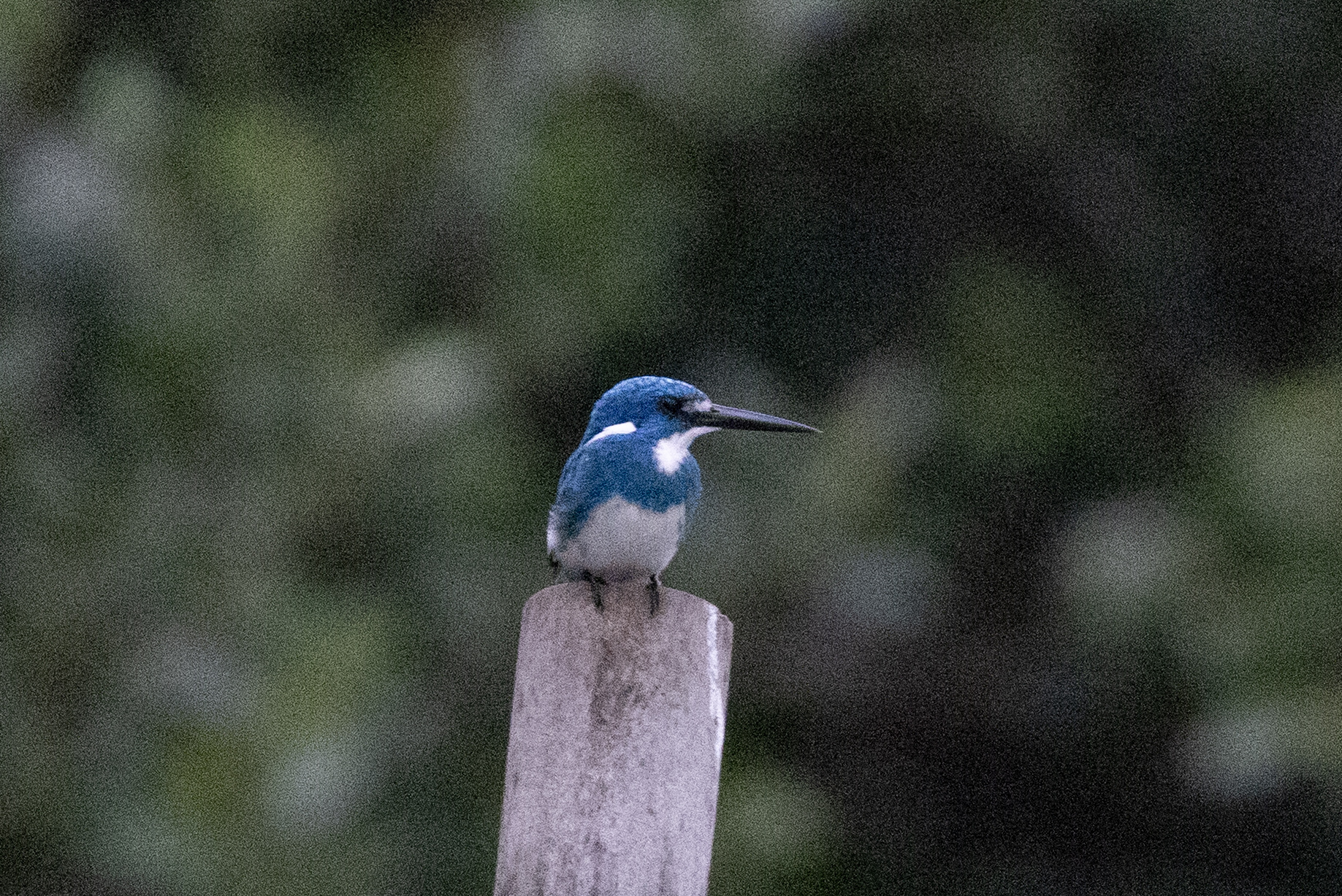 Cerulean Kingfisher (Alcedo coerulescens), photo 1