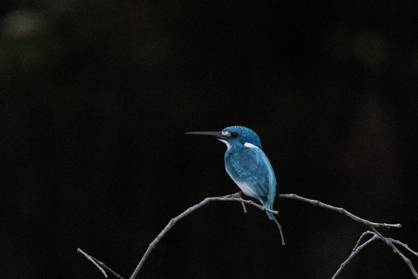 Cerulean Kingfisher (Alcedo coerulescens), photo 2