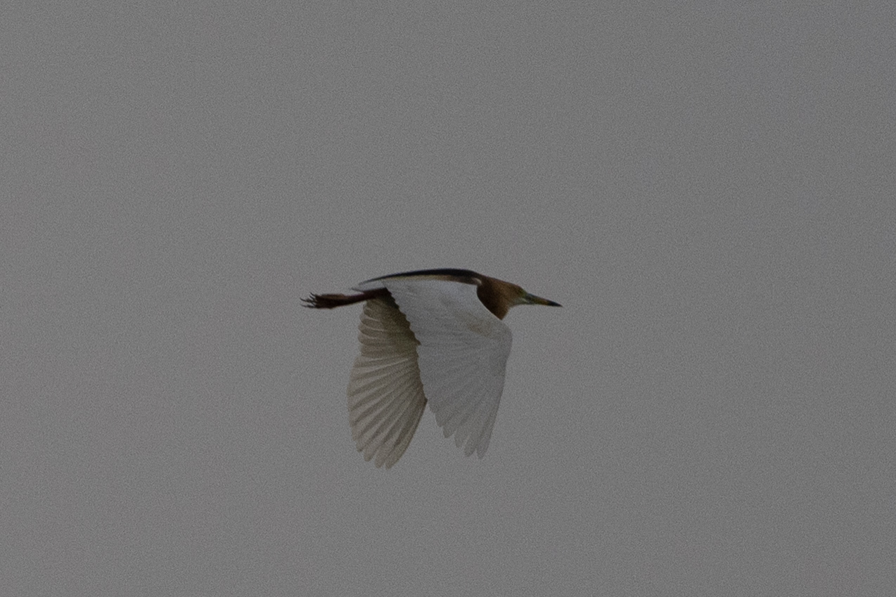 Javan Pond Heron (Ardeola speciosa), photo 2