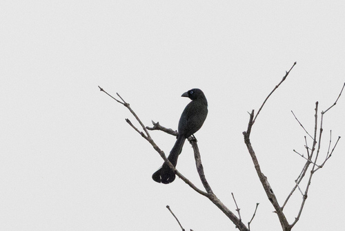 Racket-tailed Treepie (Crypsirina temia), photo 2