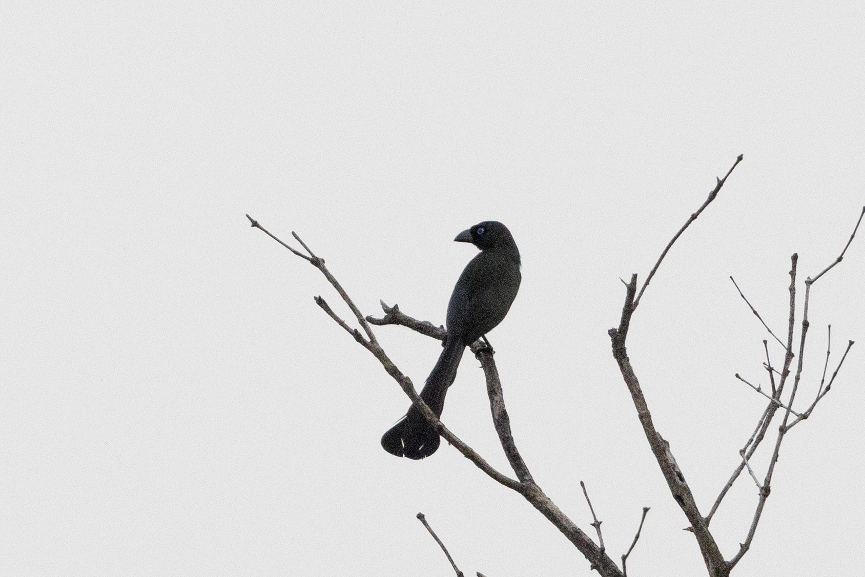 Racket-tailed Treepie (Crypsirina temia), photo 2