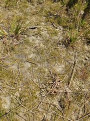 Zoysia minima