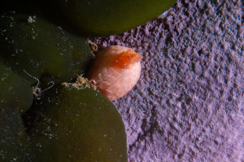 Patagonian Rock Sea Cucumber