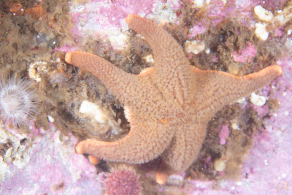 Serrated Hem Star