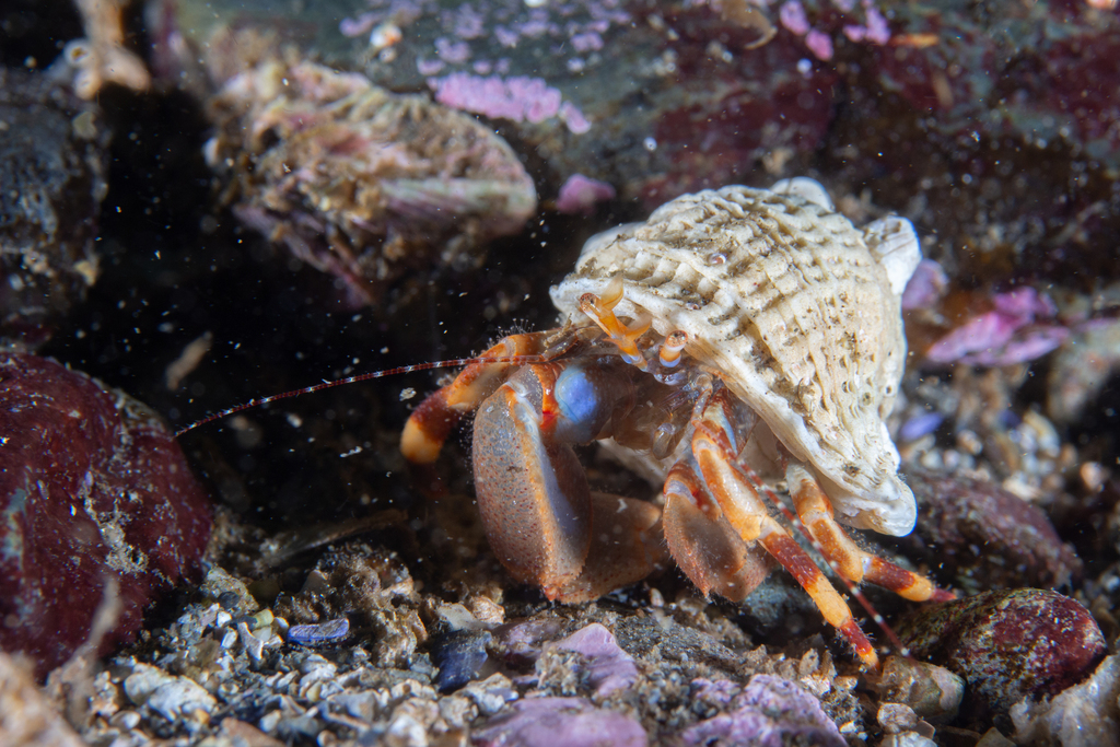 Patagonian Hermit Crab