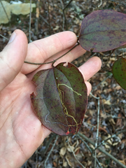 Marmara smilacisella