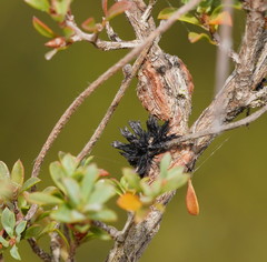Septobasidium clelandii