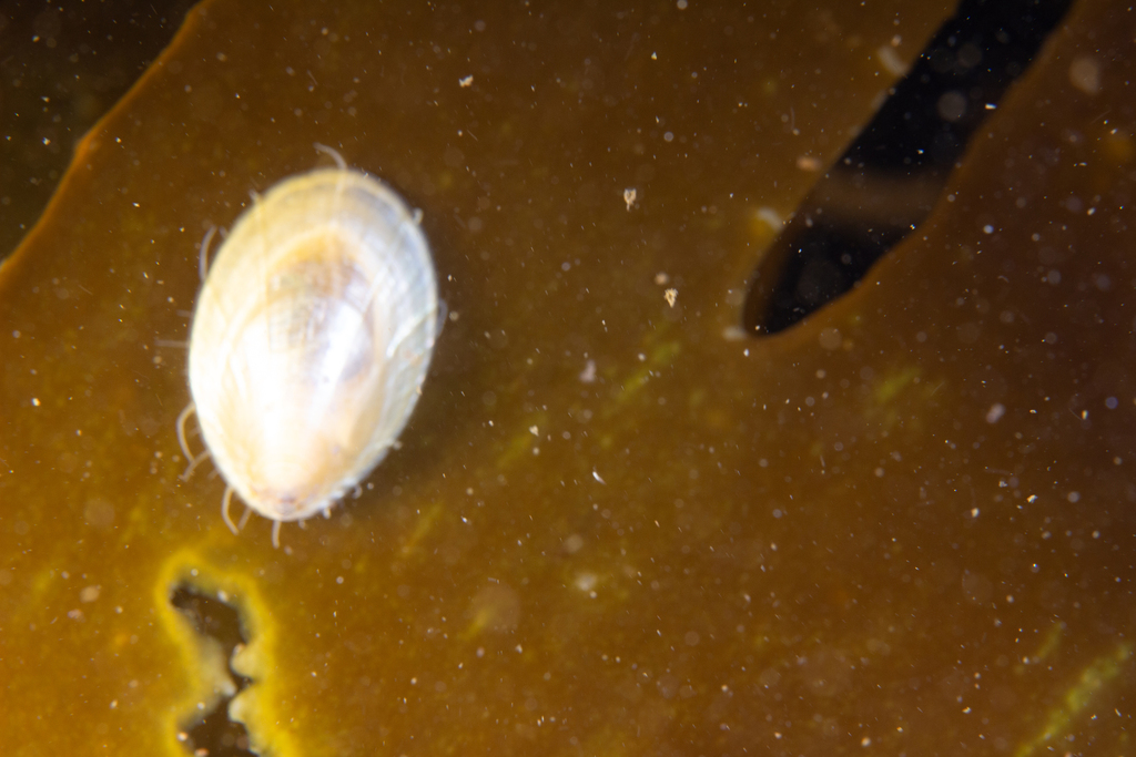 Nacella mytilina