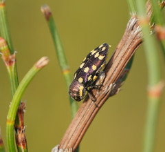 Diphucrania duodecimmaculata