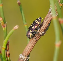 Diphucrania duodecimmaculata