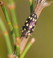 Diphucrania duodecimmaculata