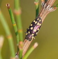 Diphucrania duodecimmaculata