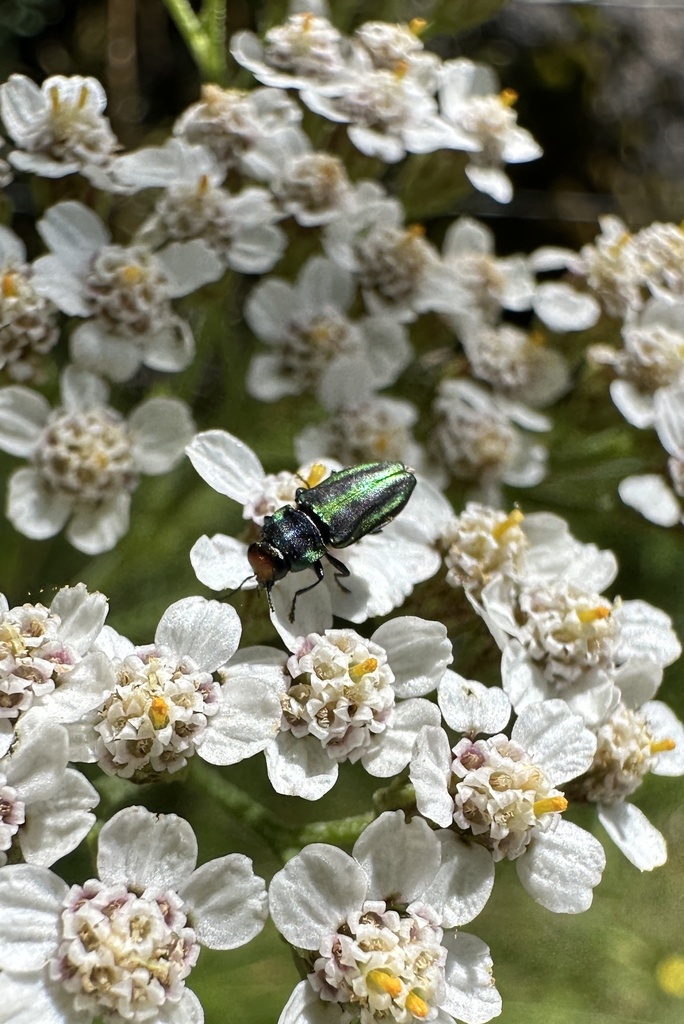 Bilyaxia cordillerae