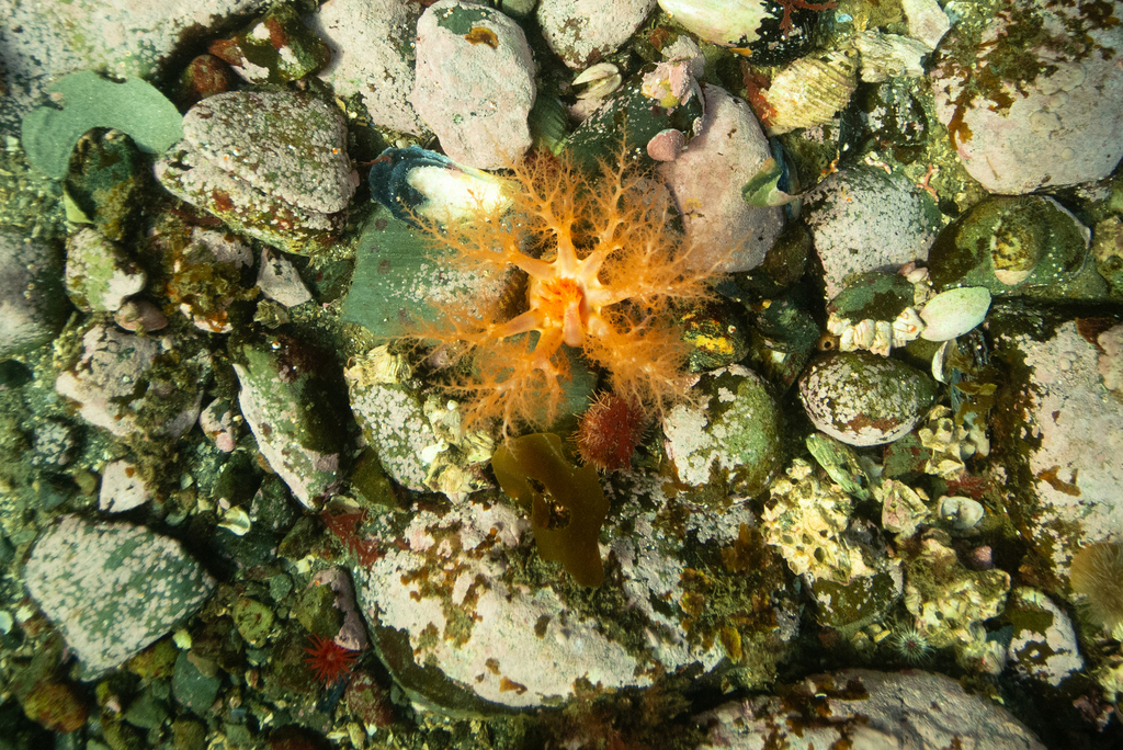 Trachythyone lechleri