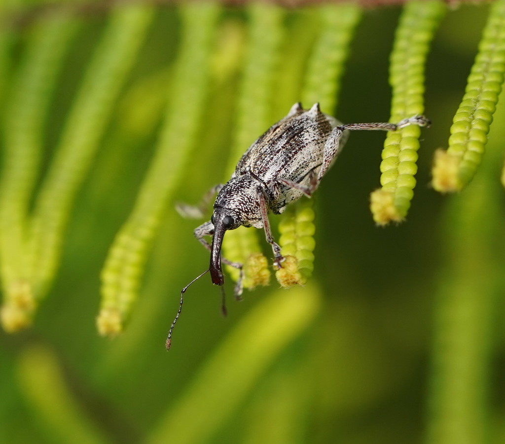 Aoplocnemis armipennis
