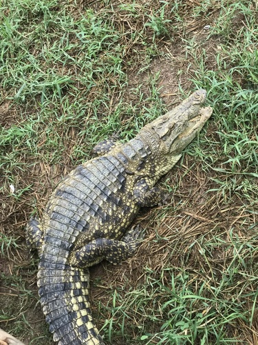 Siamese Crocodile