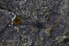 Caledopteryx maculata