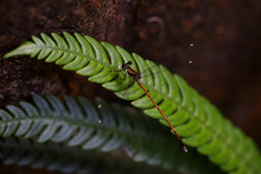 Eoargiolestes ochraceus