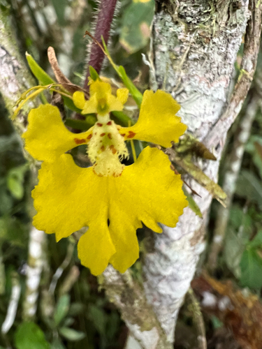 Erycina glossomystax, 2026-02-04