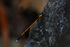 Eoargiolestes ochraceus